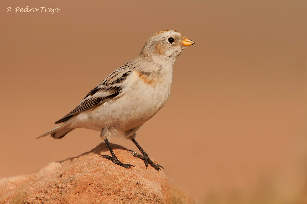 Escribano nival (Plectrophenax nivalis)